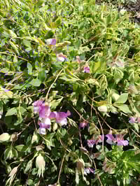 Image 3 of Lathyrus vernus 