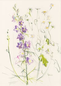 Larkspur