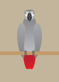 Image 1 of African Grey/Cockatoo/Hummingbird Collection