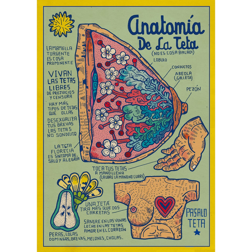 Image of Anatomía teta.