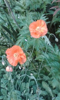 Image 2 of Papaver rupifragum 'Flore Pleno' (Spanish Poppy)