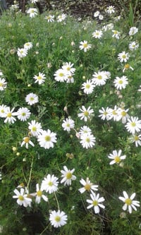Brachyscome 'Pacific Cloud'