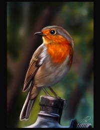 European Robin