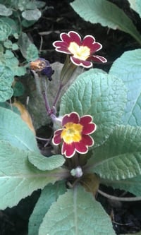Image 2 of Primula victoriana 'Gold Lace'