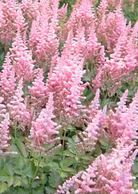 Astilbe chinensis 'Little Vision in Pink'