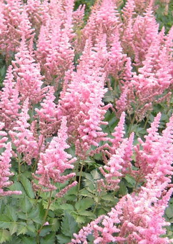 Image of Astilbe chinensis 'Little Vision in Pink'