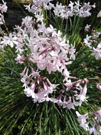 Image 1 of Tulbaghia 'Milky Way'
