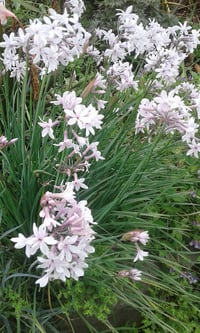 Image 2 of Tulbaghia 'Milky Way'