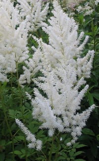 Astilbe arendsii 'Diamant' (White)