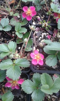 Image 1 of Fragaria 'Lipstick' (Red flowered)