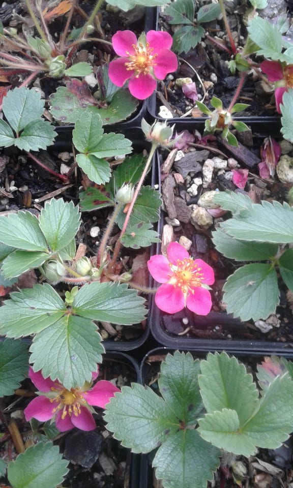 Image of Fragaria 'Lipstick' (Red flowered)