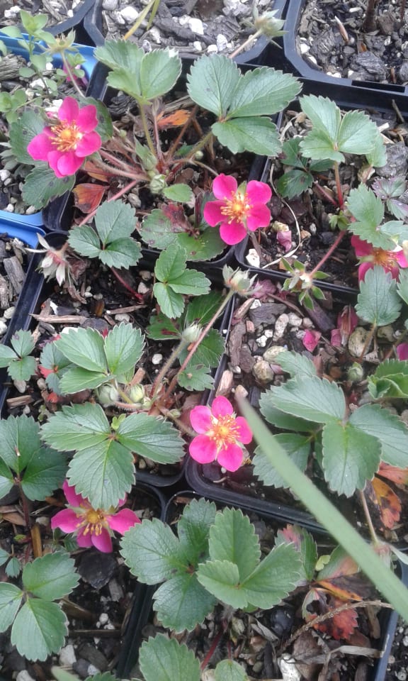 Image of Fragaria 'Lipstick' (Red flowered)