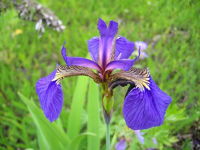 Image of Iris setosa