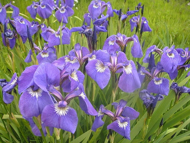 Image of Iris setosa