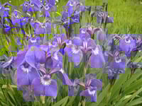 Image 2 of Iris setosa