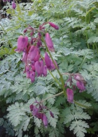 Image 2 of Dicentra eximia (Fringed Bleeding Heart)