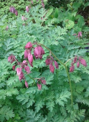 Image of Dicentra eximia (Fringed Bleeding Heart)