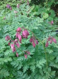 Image 1 of Dicentra eximia (Fringed Bleeding Heart)