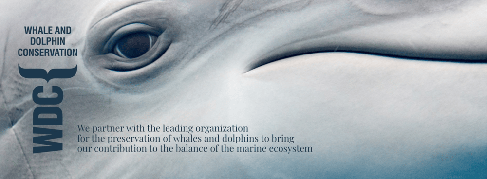 Piatto delfino mongolfiera