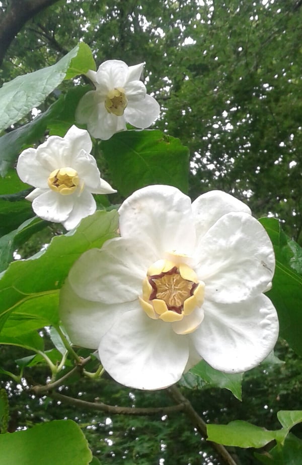 Image of Sinocalycanthus chinensis (Calycanthus chinensis)