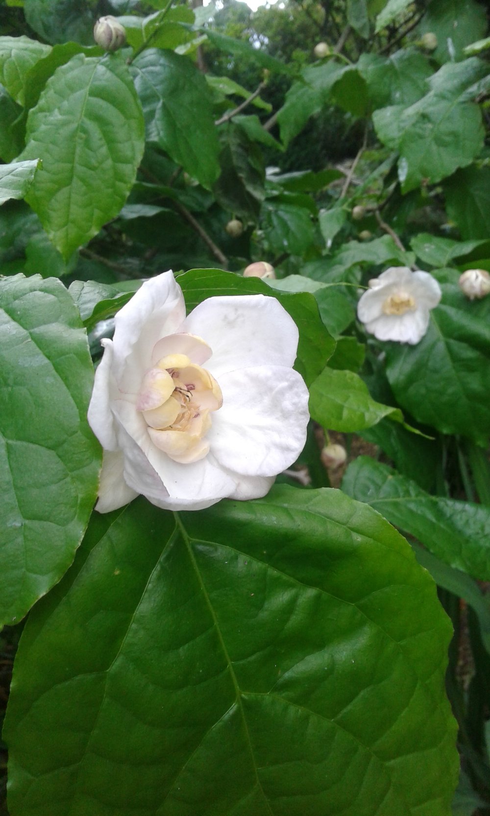 Image of Sinocalycanthus chinensis (Calycanthus chinensis)