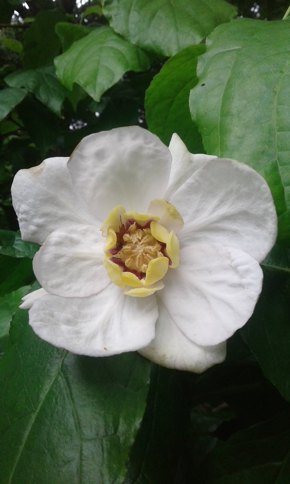 Image of Sinocalycanthus chinensis (Calycanthus chinensis)