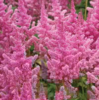 Astilbe arendsii 'Showstar'