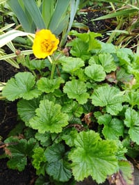 Geum - Bright Yellow (Dwarf)