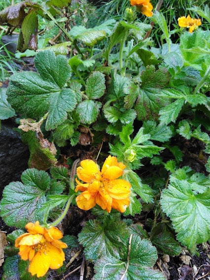 Image of Geum borisii