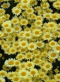 Anthemis x hybrida 'Wargrave' (Marguerite)