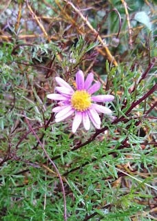 Image of Brachyscome multifida 'Mauve' (Amethyst - Swan River daisy)