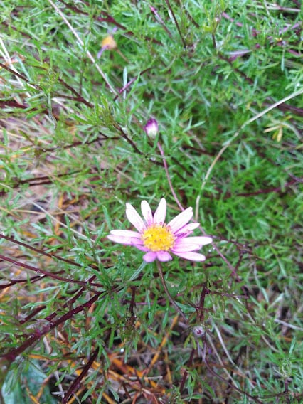 Image of Brachyscome multifida 'Mauve' (Amethyst - Swan River daisy)