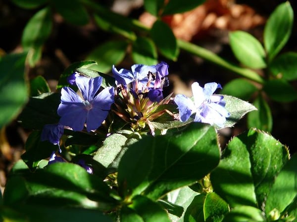 Image of Ceratostigma willmottianum 