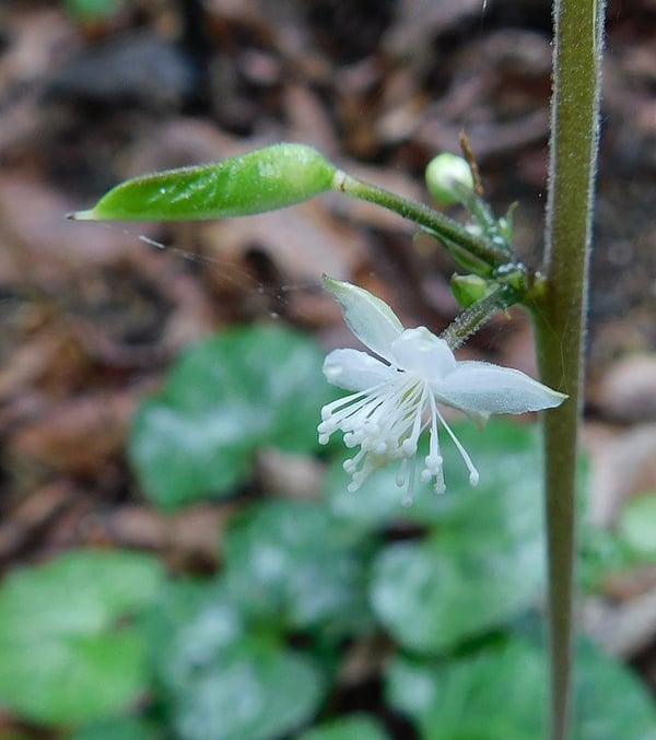 Image of Beesia calthifolia