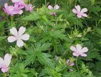 Geranium endressii