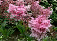 Image 1 of Filipendula rubra