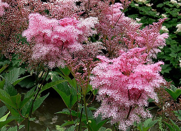 Image of Filipendula rubra