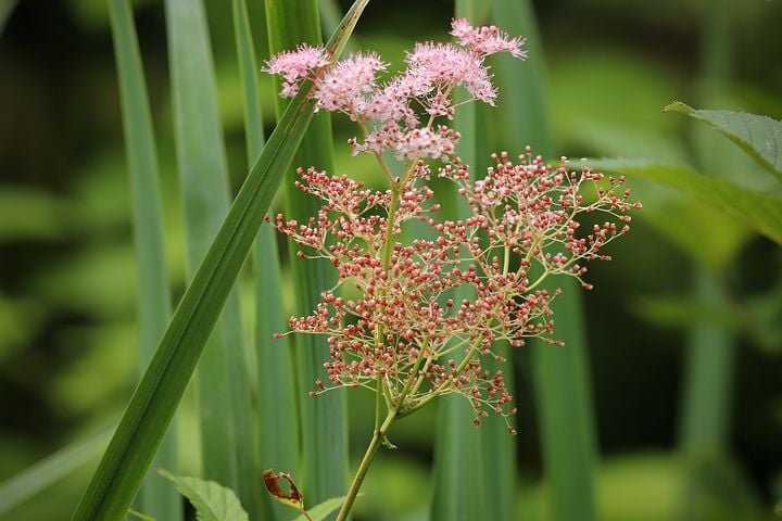 Image of Filipendula rubra