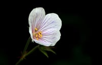 Geranium clarkei 'Kashmir White'