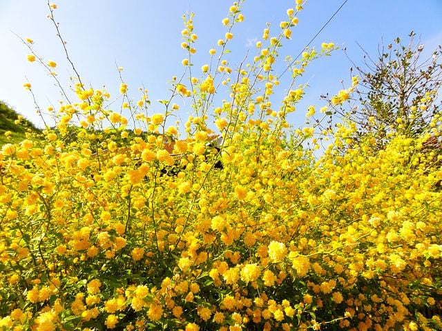 Image of Kerria japonica pleniflora