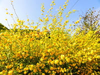 Image 3 of Kerria japonica pleniflora