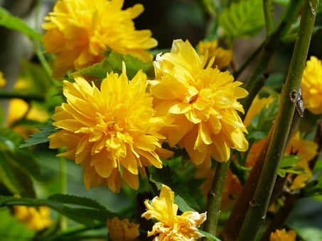 Image of Kerria japonica pleniflora