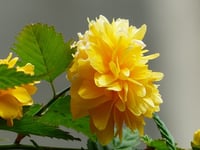 Image 2 of Kerria japonica pleniflora
