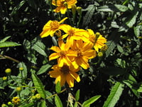 Tagetes lemmonii (Mexican Marigold)