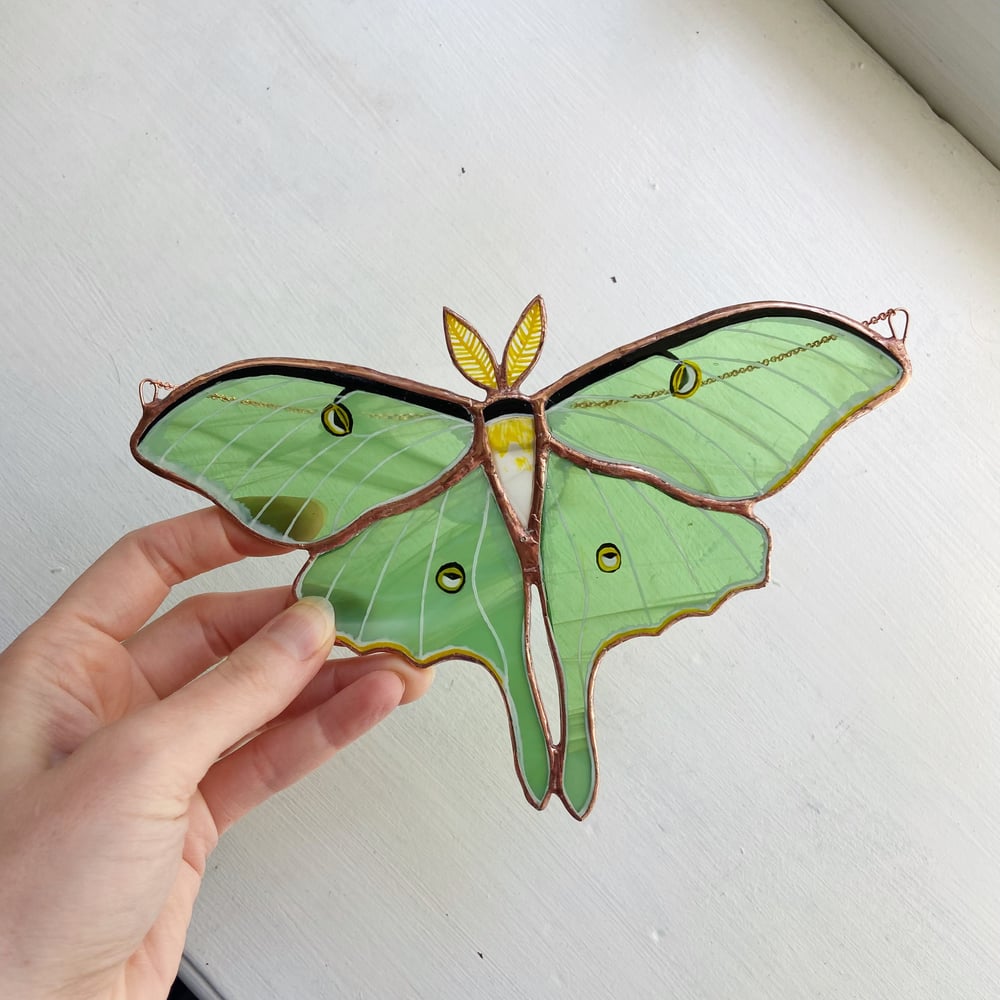 Image of Luna Moth no.3