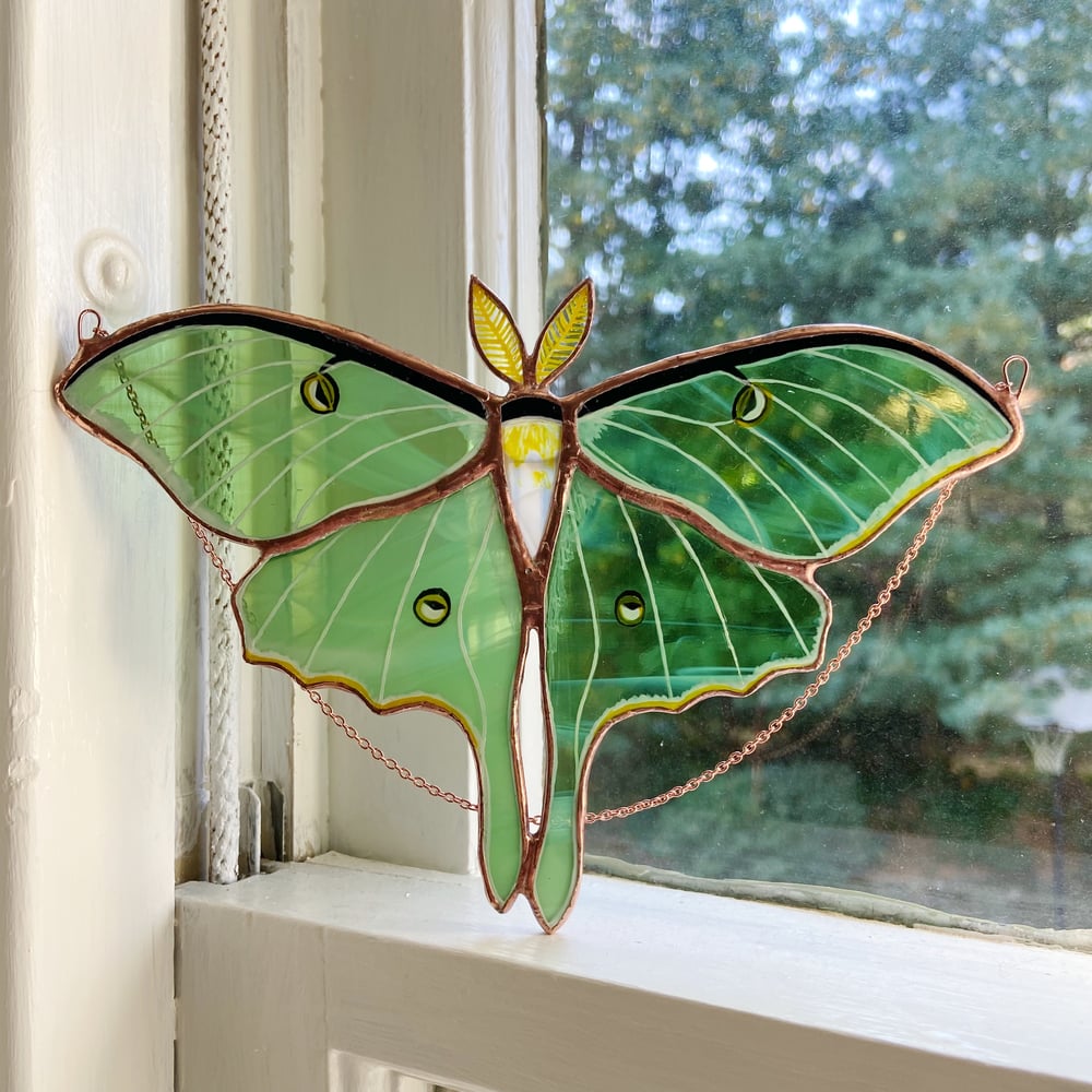 Image of Luna Moth no.3