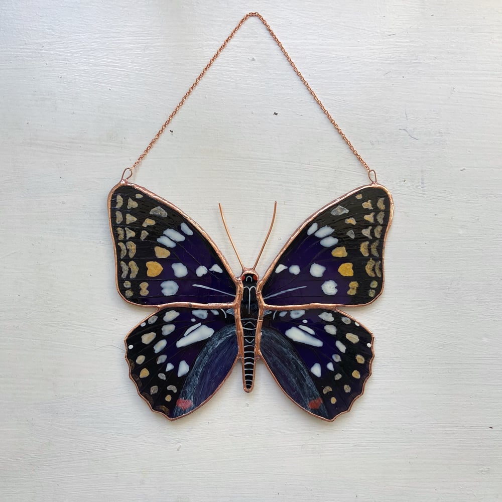 Image of Japanese Emperor Butterfly