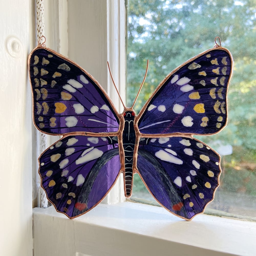 Image of Japanese Emperor Butterfly