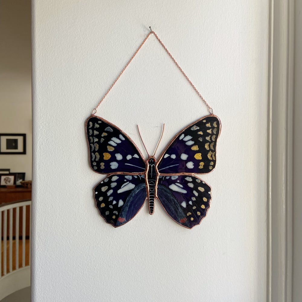 Image of Japanese Emperor Butterfly