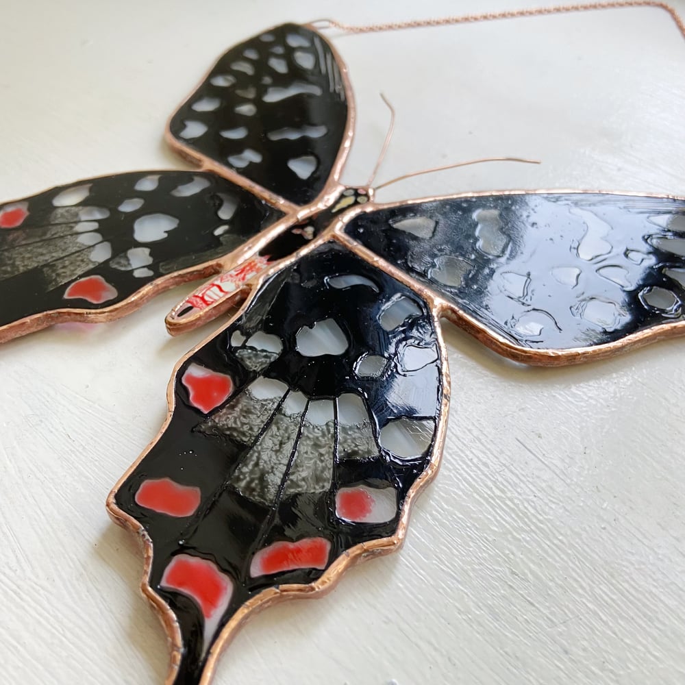 Image of Madagascar Giant Swallowtail Butterfly